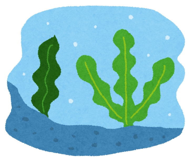 海藻.png