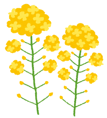flower_nanohana.png